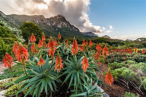  Kirstenbosch Ulusal Botanik Bahçesi Güney Afrika'nın Biyoçeşitliliğinin Renkli Bir Portresi!